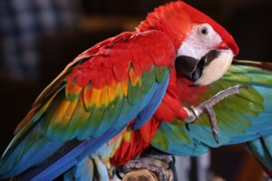 scarlet macaw tropical bird, brazilian rio rainforest, macaw-3924046.jpg